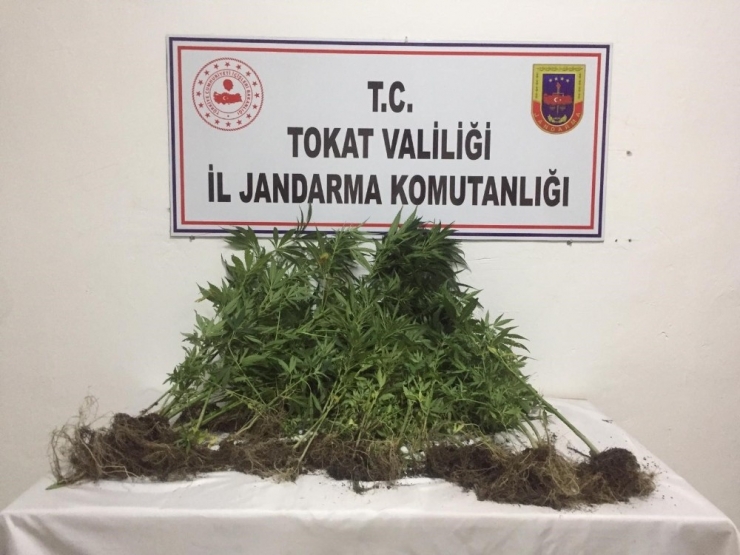 Ormanda Kenevir Yetiştiren Şahıs Jandarmaya Yakalandı