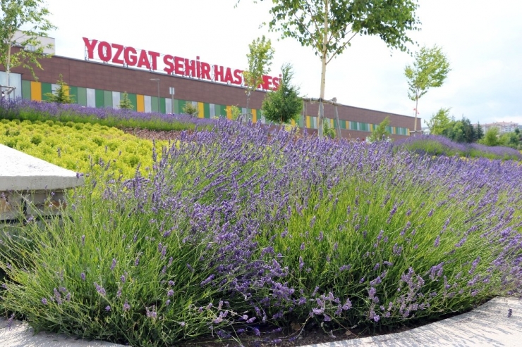 Lavanta Kokulu Hastane