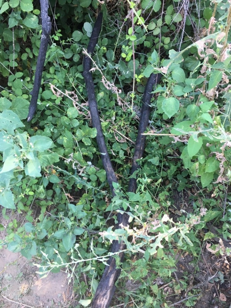 Özel Gübreleme Ve Sulama Sistemiyle Yetiştirilen Kenevirler Ele Geçirildi