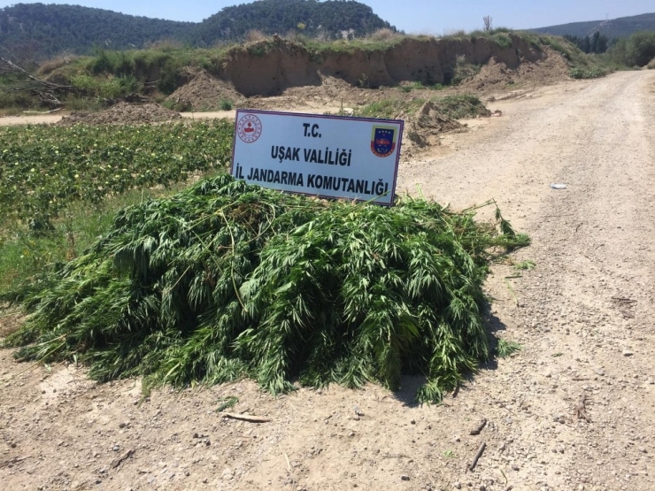 Özel Gübreleme Ve Sulama Sistemiyle Yetiştirilen Kenevirler Ele Geçirildi