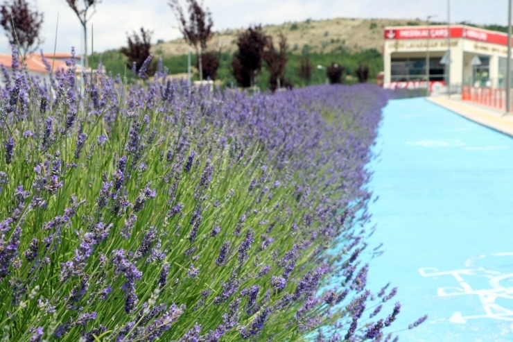 Lavanta Kokulu Hastane