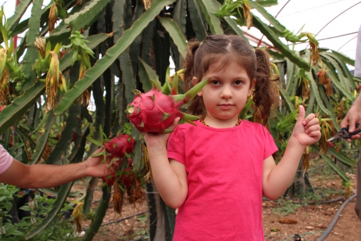 Denemek İçin Ekti Vazgeçemiyor