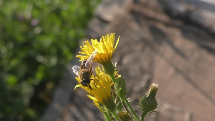 Coğrafi İşaretli Balda Sağım Dönemi Başladı