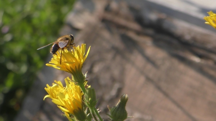 Coğrafi İşaretli Balda Sağım Dönemi Başladı