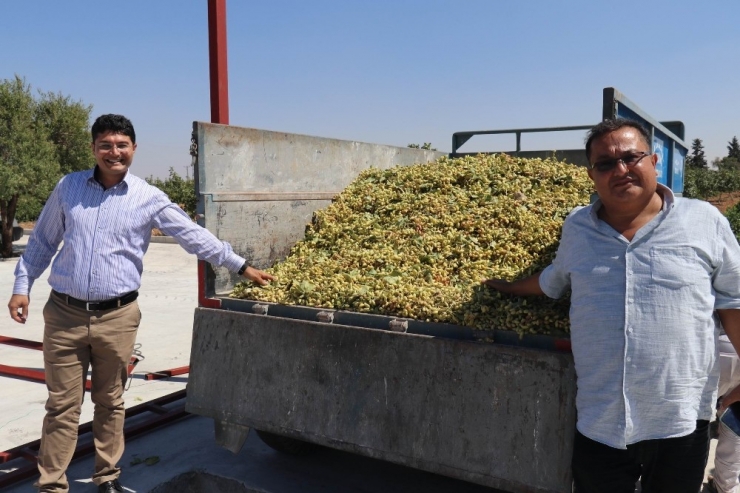 Antep Fıstığı Teknolojiyle Kurutulacak