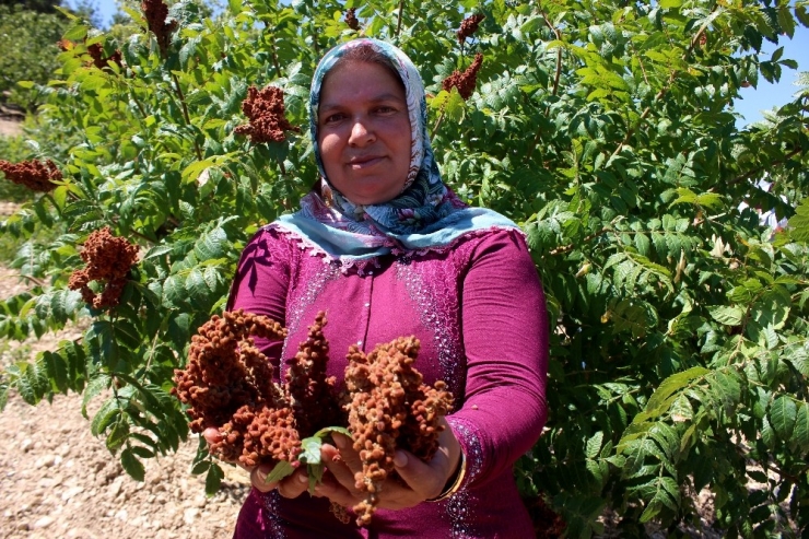 Hatay’da Sumak Hasadı Başladı