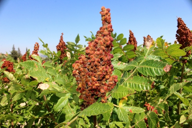 Hatay’da Sumak Hasadı Başladı