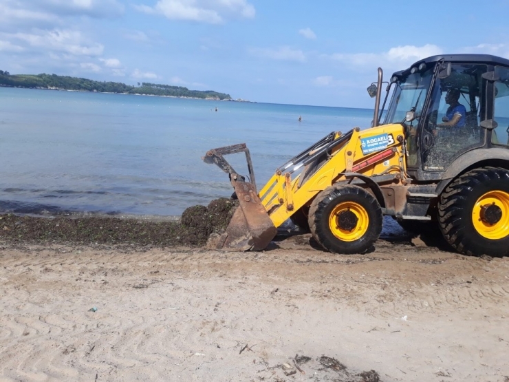 Kandıra Sahillerinden 10 Kamyon Yosun Toplandı