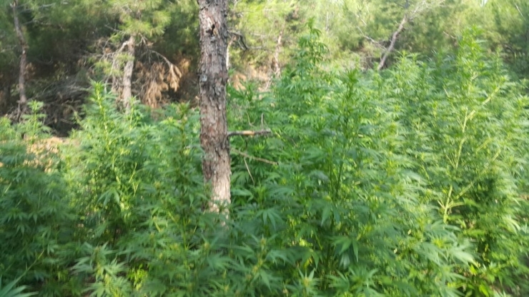 Manisa’da Zehir Tacirlerine Geçit Yok