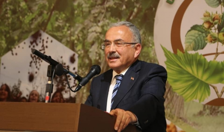 Ordu’da Fındık Hasadı 6 Ağustos’ta Törenle Başlayacak