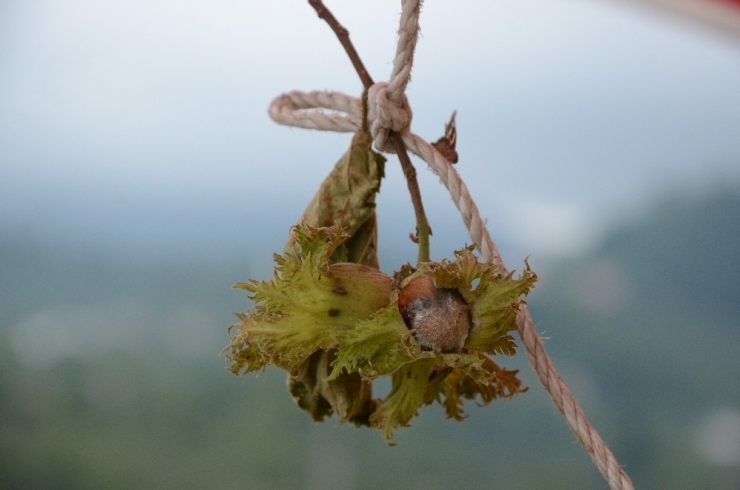 Yaş Fındık 15 Liradan Tezgahlarda
