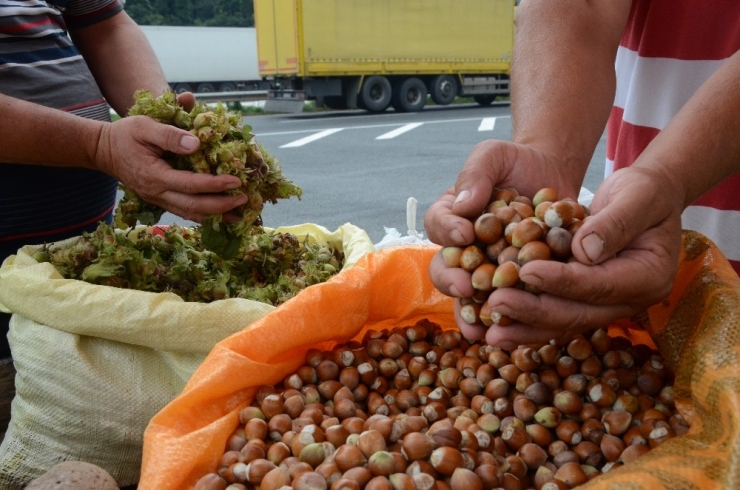 Yaş Fındık 15 Liradan Tezgahlarda