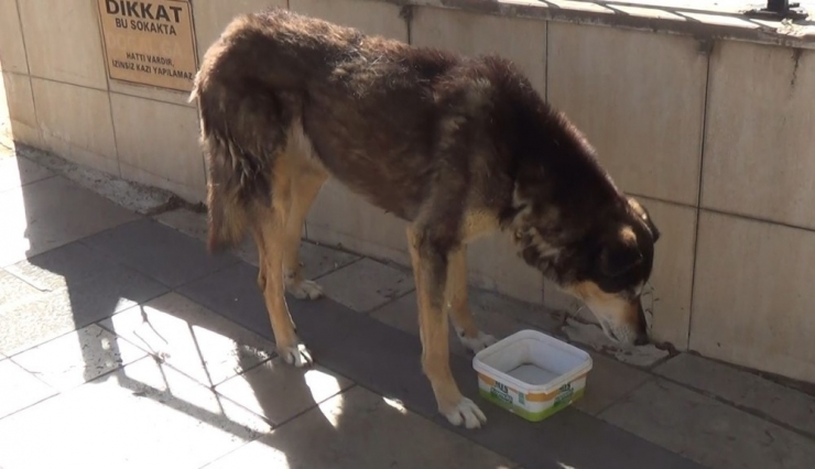 Sıcak Havalar Hayvanları İnsanlardan Daha Fazla Etkiliyor