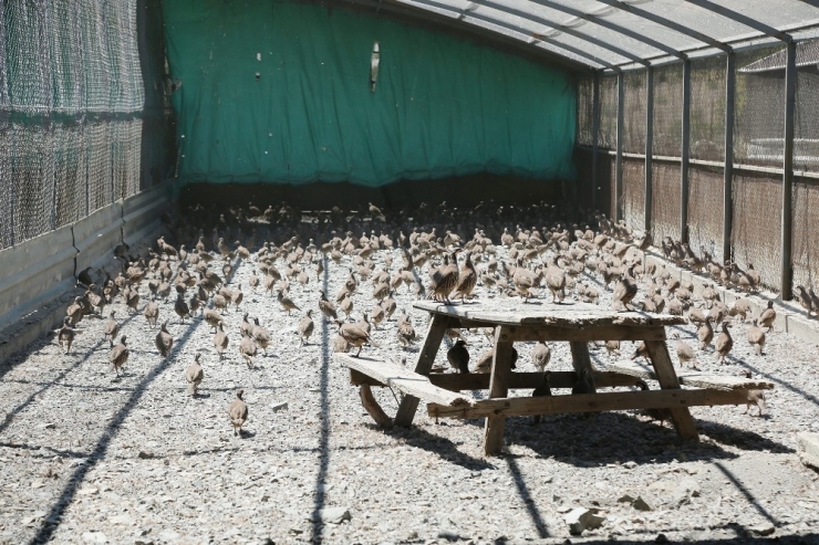 Yozgat’ta Yetiştirilen Keklikler Birçok İlde Doğaya Salınacak