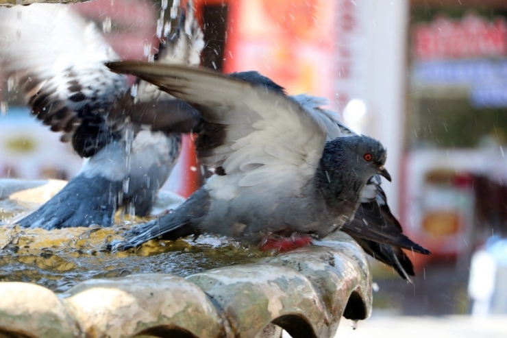 Sıcaktan Bunalan Güvercinler Süs Havuzunda Serinliyor
