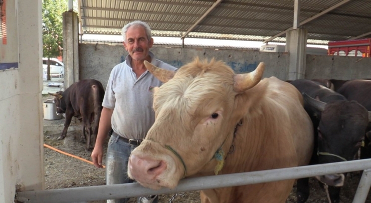 Atakum Canlı Hayvan Pazarı Üreticiyle Birlikte Açıldı