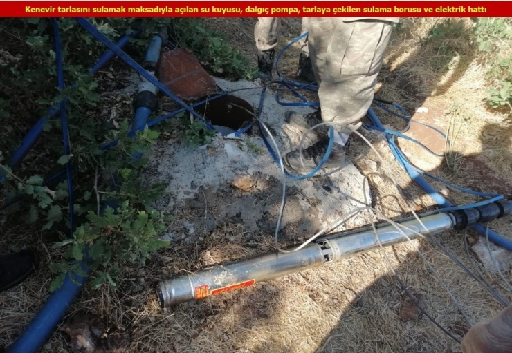 Diyarbakır’da Son Bir Ayda 13 Milyon 258 Bin 588 Kök Kenevir Bitkisi Ele Geçirildi