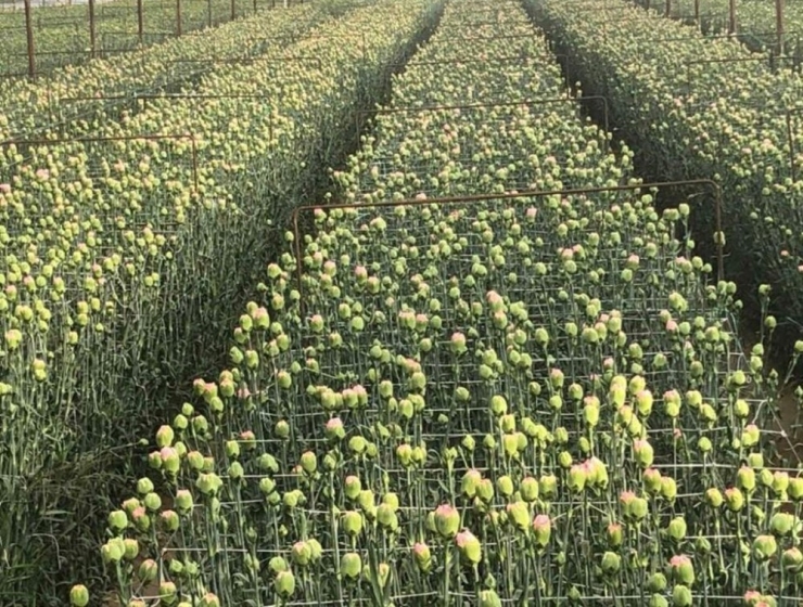 Isparta’dan 3 Ülkeye 521 Tonluk Domates İhracatı