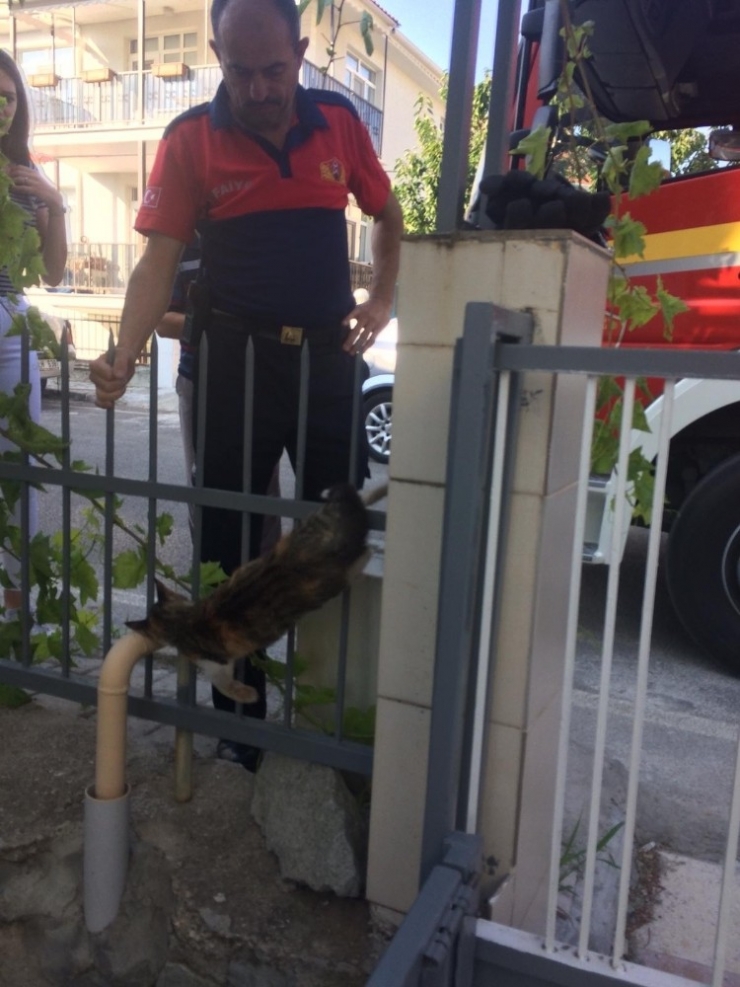 Isparta’da Demir Korkuluklara Saplanan Kediyi İtfaiye Kurtardı