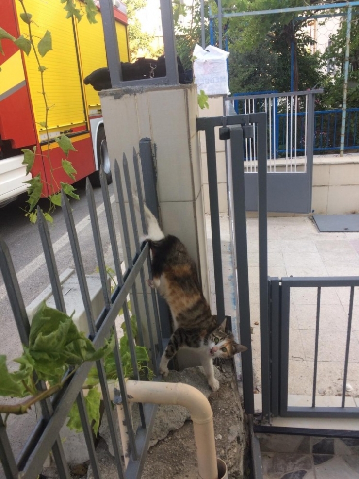 Isparta’da Demir Korkuluklara Saplanan Kediyi İtfaiye Kurtardı