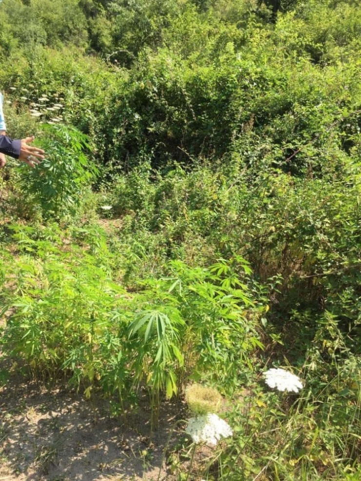 Ormanlık Alanda 865 Adet Kök Hint Keneviri Ele Geçirdi