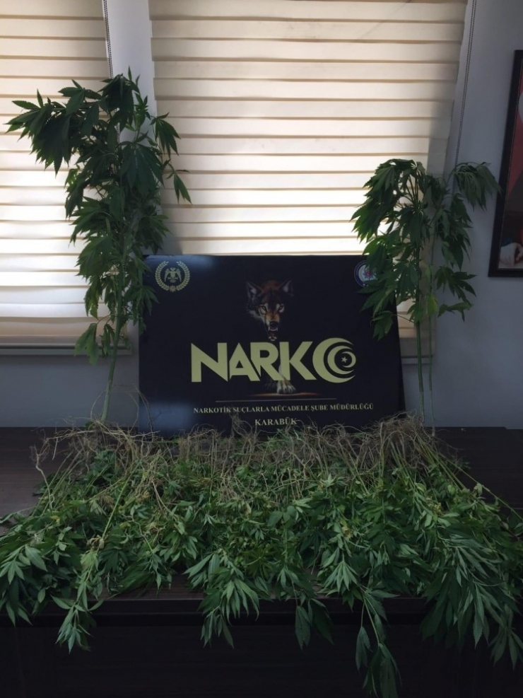 Ormanlık Alanda 865 Adet Kök Hint Keneviri Ele Geçirdi