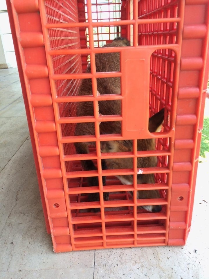 Zehirlenmiş Tilki Kurtarıldı