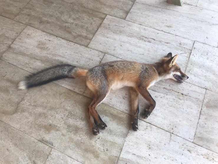 Zehirlenmiş Tilki Kurtarıldı