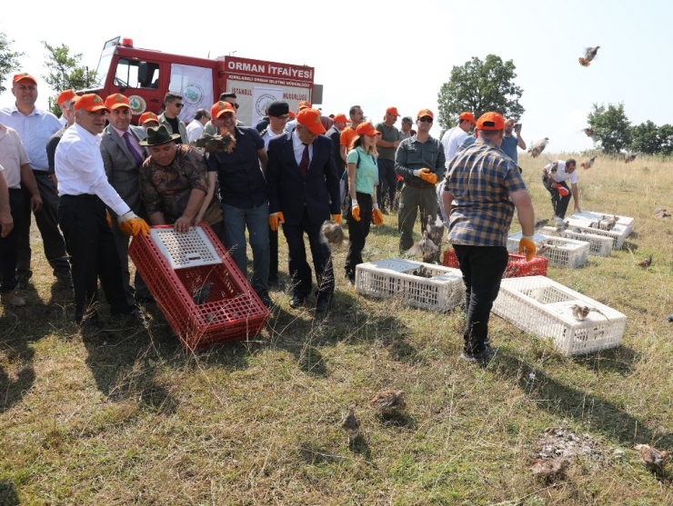 Bin Keklik Doğaya Salındı