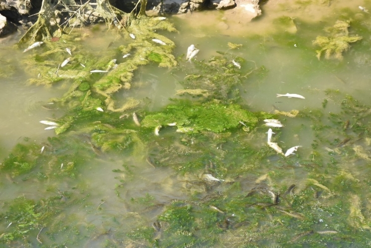 Altyapı Çalışması İçin Kanal Suyu Kesildi, Yüzlerce Balık Telef Oldu