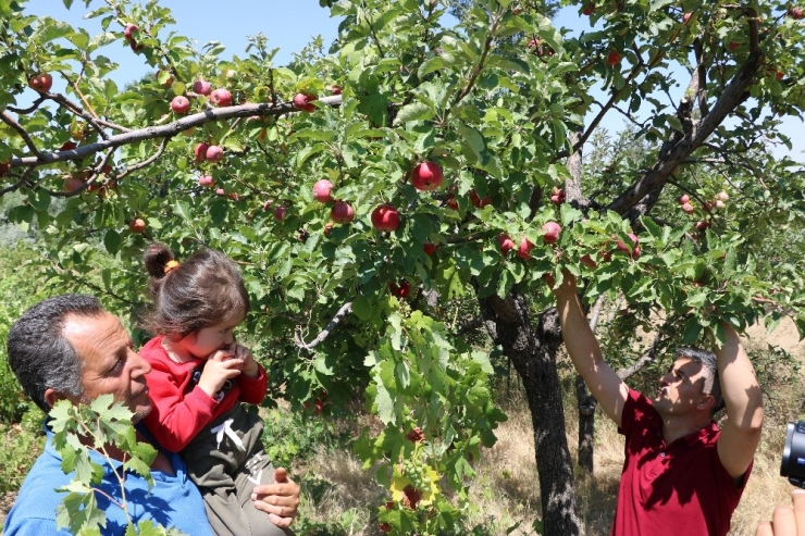 Niğde’de Yazlık Elma Pazarda Alıcılarını Bekliyor
