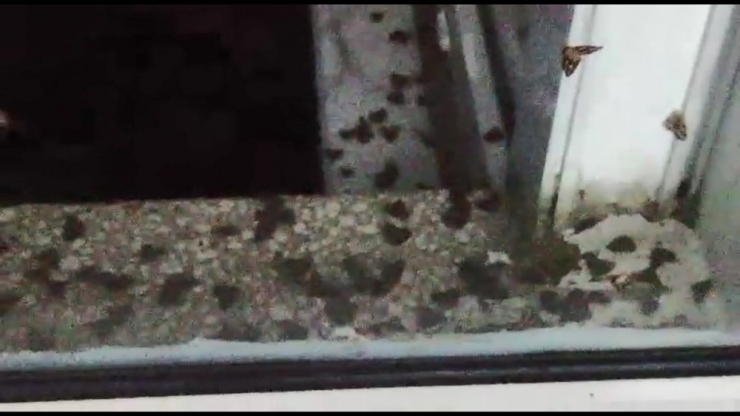 Rizeli’nin ’Vampir Kelebek’ İle İmtihanı Bitmiyor