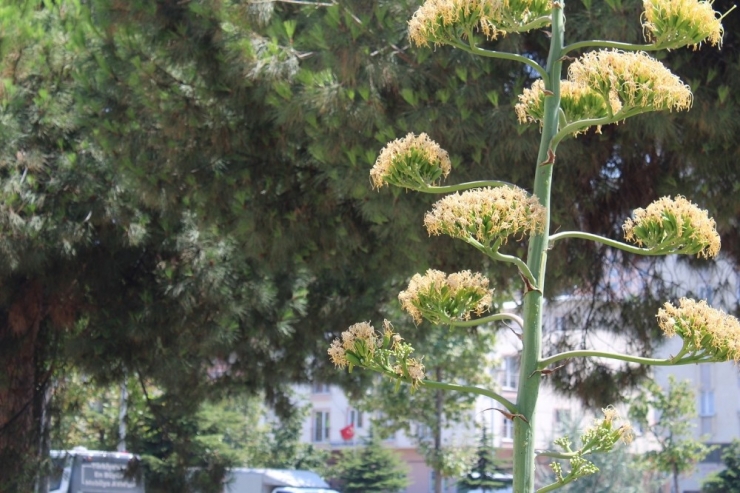 Sabır Bitkisi Gemlik’te Çiçek Açtı