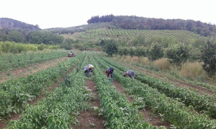 Sakarya’da Biber Hasadı Başladı