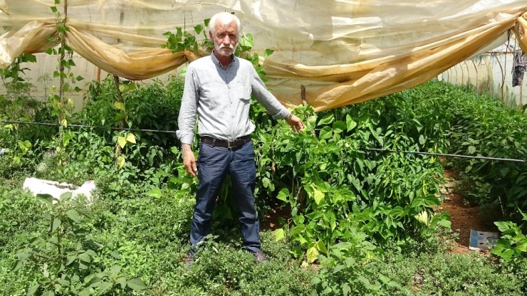 İstanbul’un En Büyük Sera Üretiminin Yapıldığı Köylerden Göçbeyli Havadan Görüntülendi