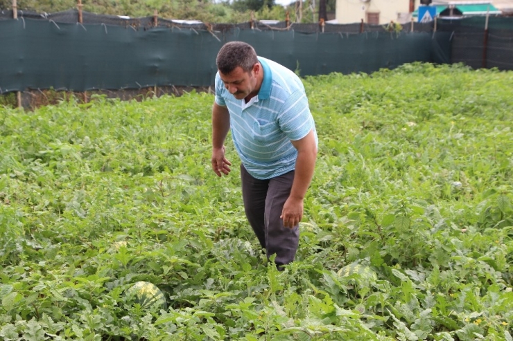 Doğu Karadeniz’in Tek Karpuz Üretim Merkezinde Hasat Başladı