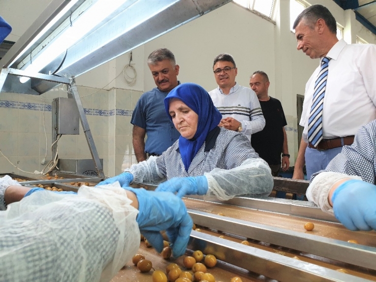 Vali Yazıcı “Ülkemizde İnsanların Zeytinyağı Tüketimini Yaygınlaştırmamız Lazım”