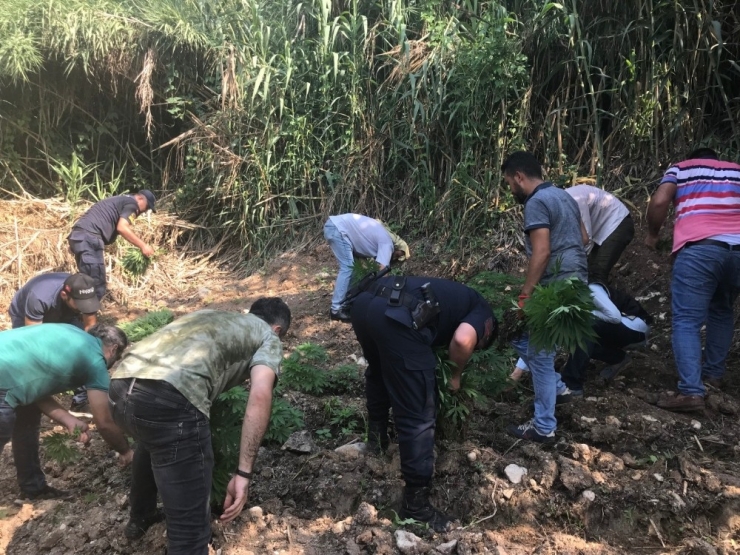 Adana’da Drone Destekli Kenevir Operasyonu