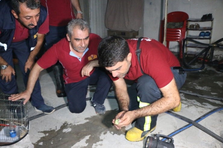 Dumandan Etkilenen Kuşa Suni Tenefüs Ve Kalp Masajı