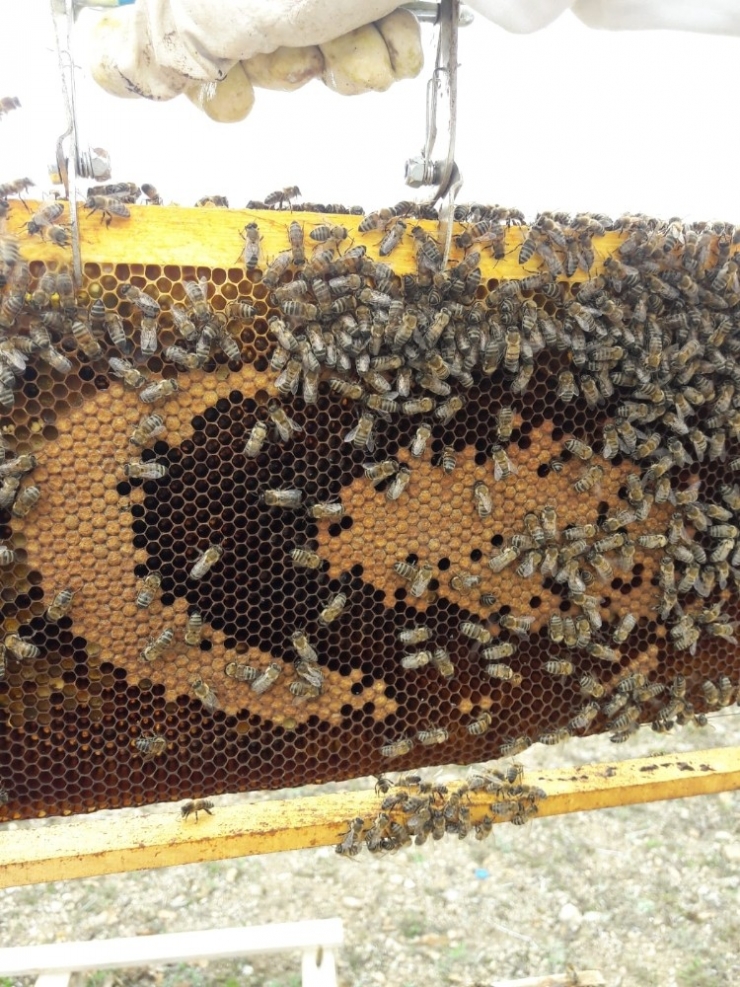 Bal Arıları Petek Üzerinde Ay Yıldız Şekli Oluşturdu