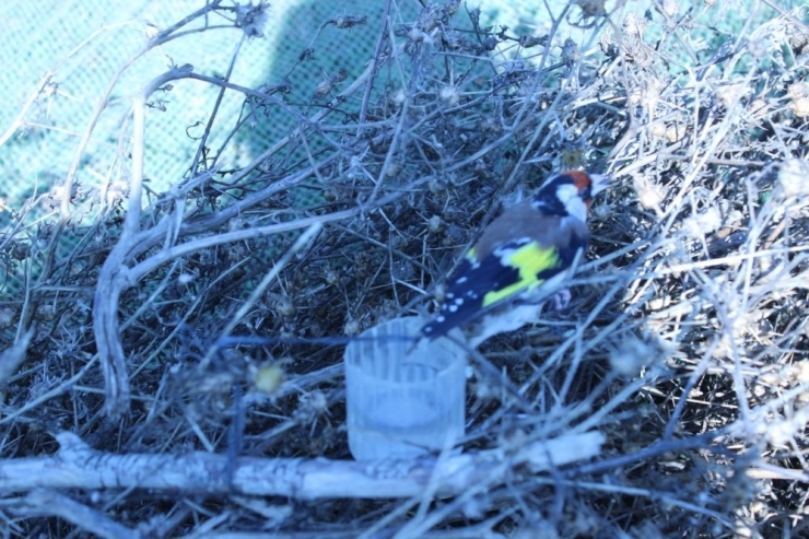 Saka Kuşu Avcılarına 26 Bin 336 Lira Ceza