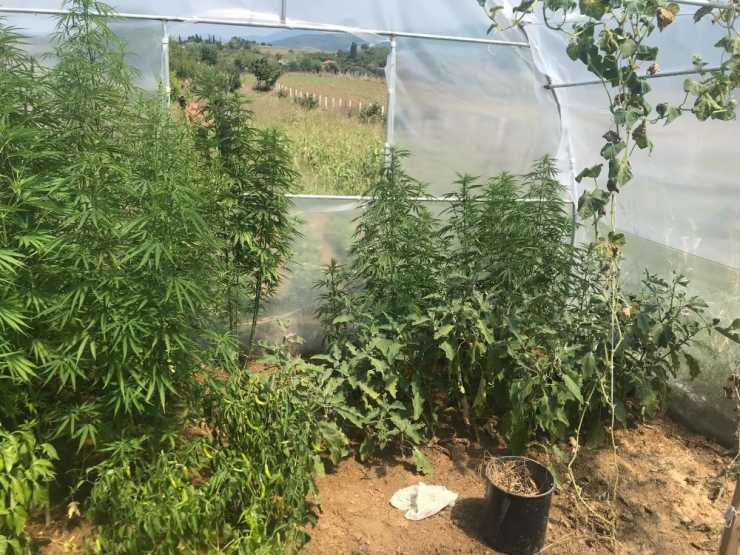 Bartın’da Jandarmadan Uyuşturucu Operasyonu