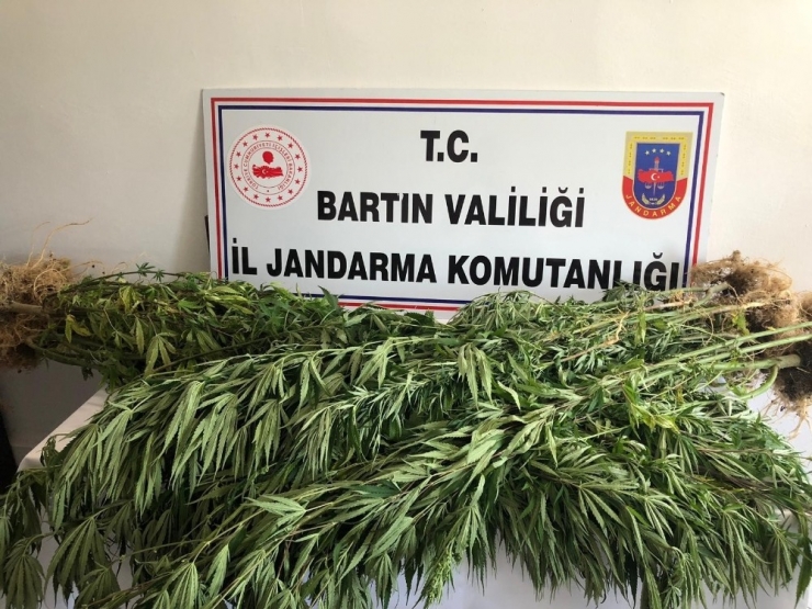 Bartın’da Jandarmadan Uyuşturucu Operasyonu
