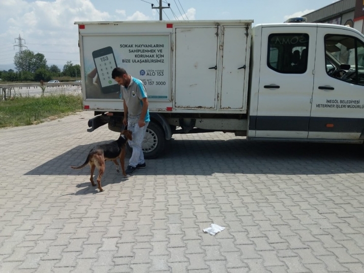 Karşıdan Karşıya Geçemeyen Köpeğin Yardımına Koştular