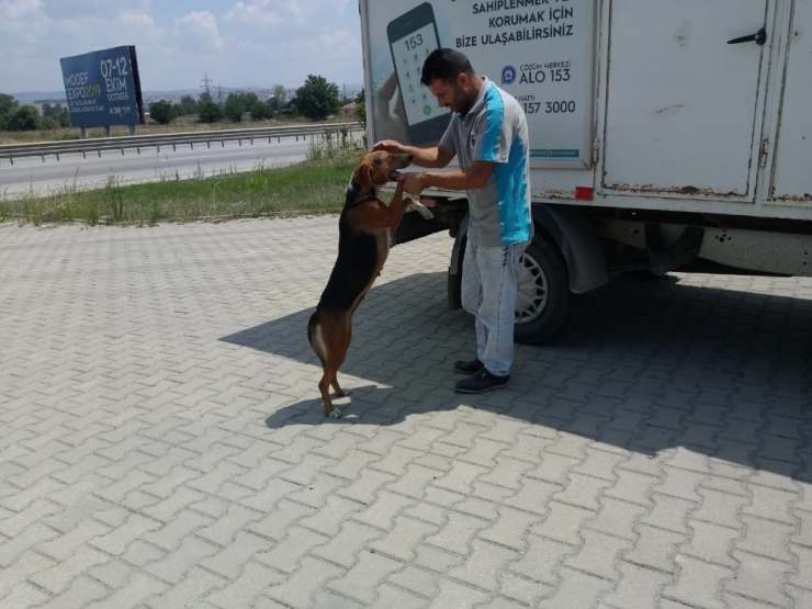 Karşıdan Karşıya Geçemeyen Köpeğin Yardımına Koştular