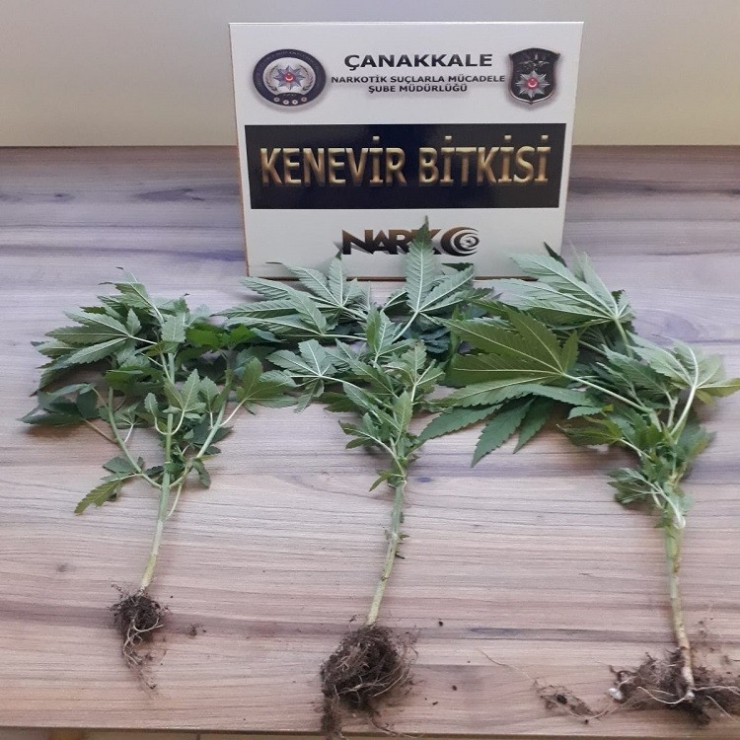 Çanakkale’de Uyuştucu Operasyonu: 1 Tutuklama