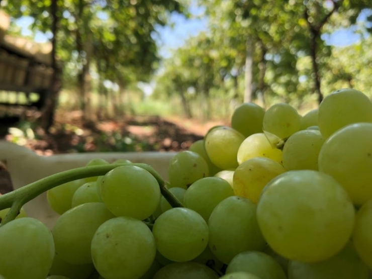 Türkiye’nin Üzüm Ambarında Üzümler Kurutulmaya Başlandı