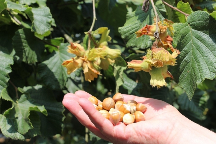 Bilim Sayesinde Fındık Üretimi Arttı