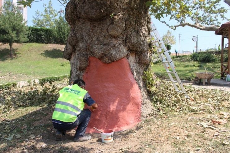 Asırlık Çınarlar Bakıma Alındı