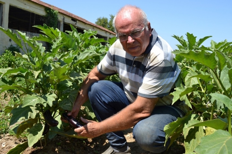 Manisa’dan Türkiye’ye Yerel Tohum